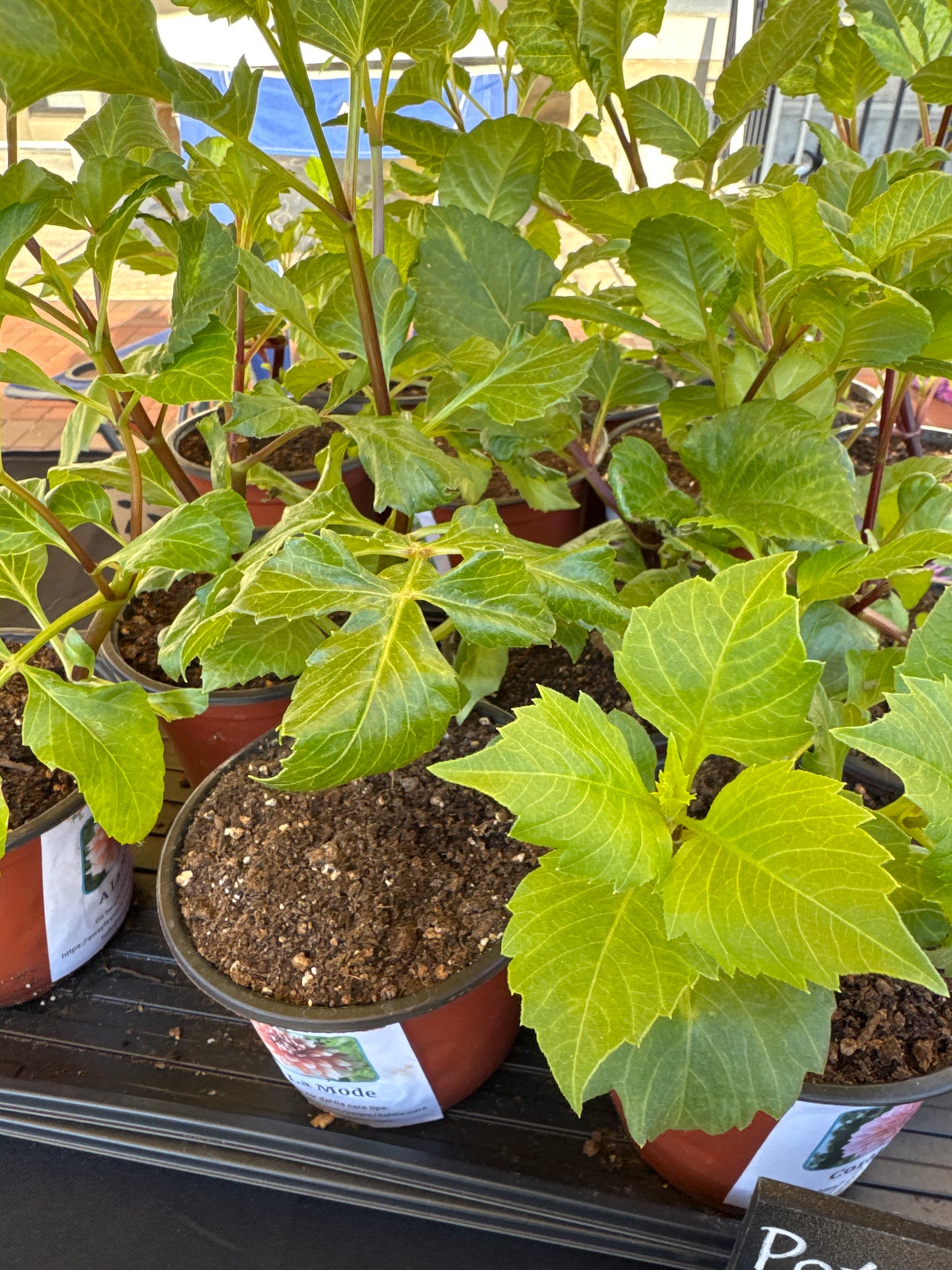 Potted Dahlia