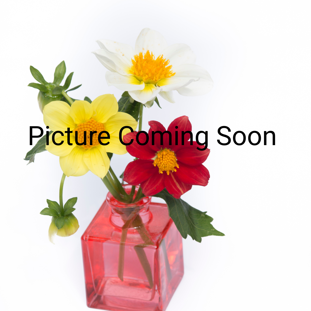 Back-to-School Teacher/Staff Bud Vases